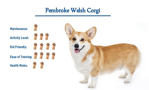 Owning A Pembroke Welsh Corgi