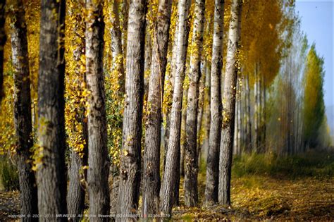 秋天的白杨树 - 五柳先生 - 图虫网 - 优质摄影师交流社区