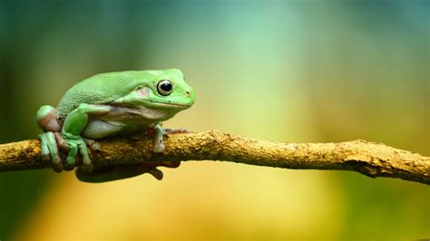 Baby Frog Wallpapers - Top Free Baby Frog Backgrounds - WallpaperAccess