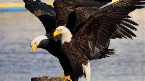 Eagles In The Bible: Symbolism, References, & Meaning | Think About ...