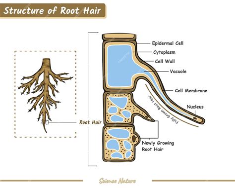 Estructura del cabello radicular | Vector Premium