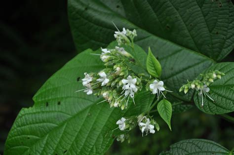Clerodendrum (Lamiaceae) image 213429 at PhytoImages.siu.edu