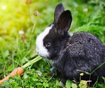 Image result for Cute Baby Bunny