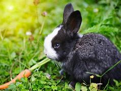 Image result for Cute Baby Rabbit Images