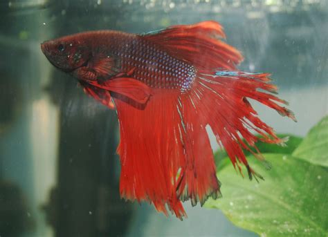 Fin and Tail Rot in betta fish. | Betta fish, Betta, Fish fin