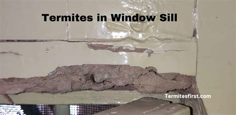 Termites at Windows 的图像结果