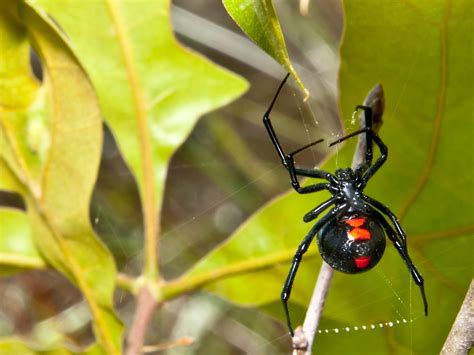 What Is A Brown Widow Look Like at Gertrude Murphy blog