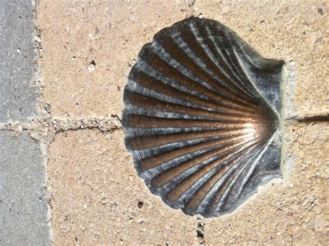 Scallop Shell Drawing 的图像结果
