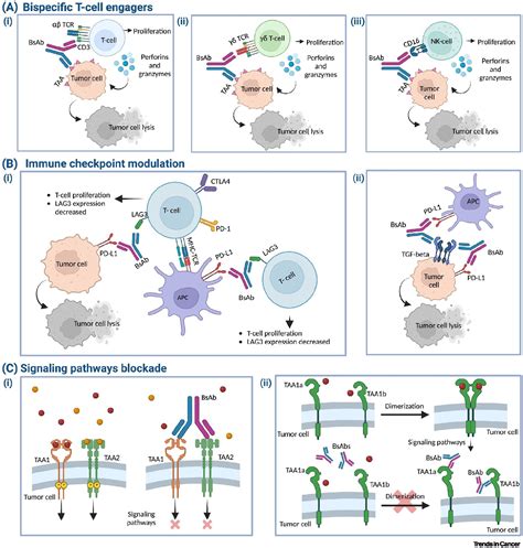 Mechanisms of Action of Bispecific Antibodies in Cancer Therapy