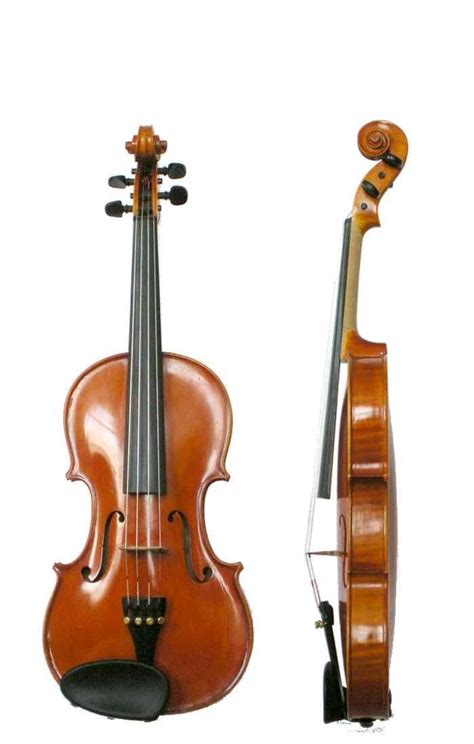 Image result for The String Instruments