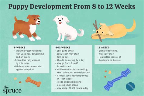 How Long Does A 12 Month Old Puppy Sleep - Dibujos Cute Para Imprimir