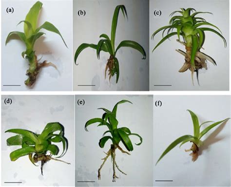 Image result for Plantlets Examples