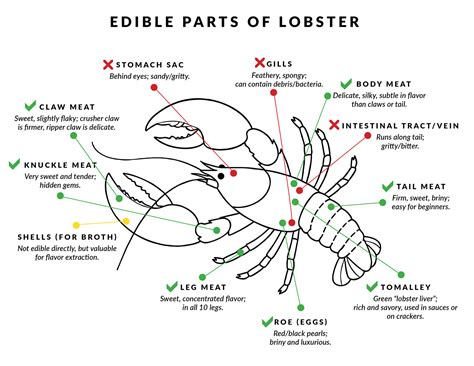 Edible Parts of a Lobster | Which Parts of a Lobster Can I Eat?