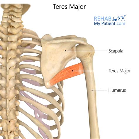 Teres Major | Rehab My Patient