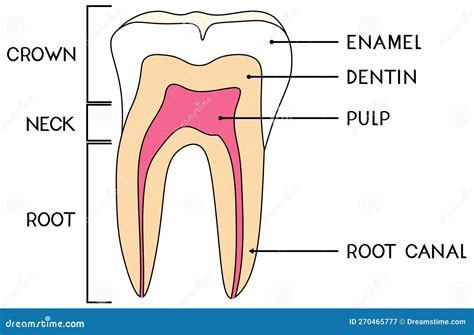 Parts of Human Tooth. Scheme of Structure of Tooth (molar) in Cross Section Stock Vector ...