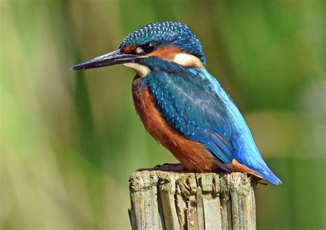 Different Types Of Kingfishers at Frederick Rosado blog