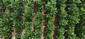 How to Make a Trellis Using Netting 的图像结果