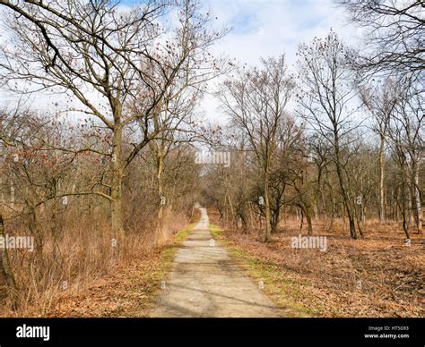 Habitat restoration on right side of road. Country Lane Woods, Cook ...