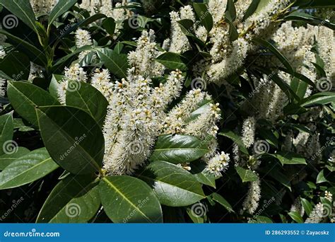 Blossoming White Flower Racemes of Cherry Laurel, Also Called Common ...