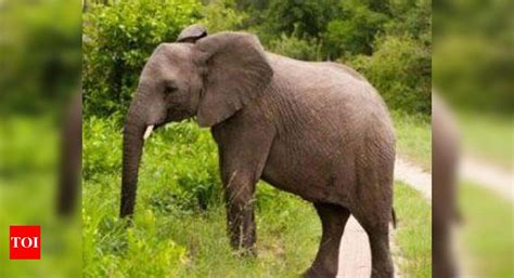 427 jumbos in captivity have no ownership records | Kochi News - Times ...