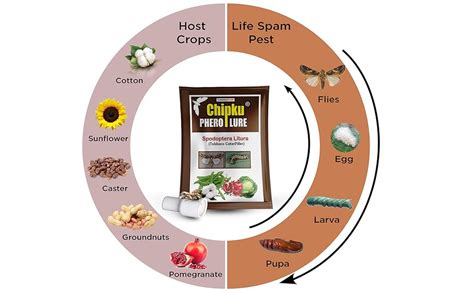 Chipku - Funnel Trap with Spodoptera Litura Pheromone Lure Pack of 5 ...