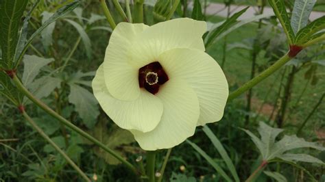 What Does An Okra Flower Look Like at Kathryn Ono blog
