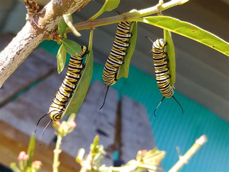What Type Of Caterpillars Turn Into Monarch Butterflies at Keira ...