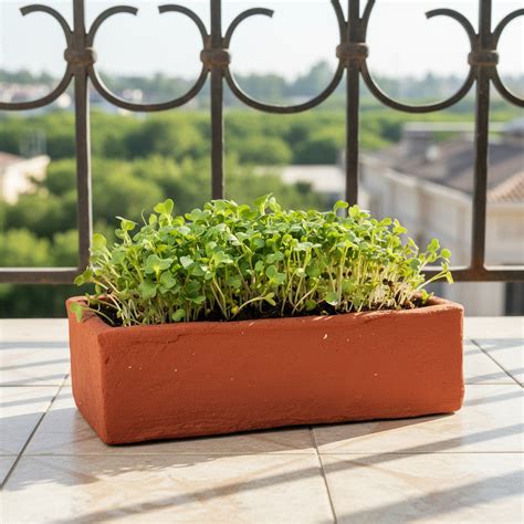 Buy Terracotta Grow Pots – Set of 4 Clay Planters for Microgreens