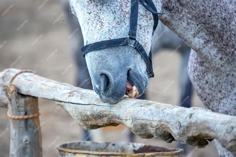 Premium Photo | Horse grinds his teeth on a tree closeup