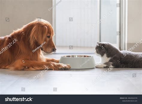 Dogs Eating Cats