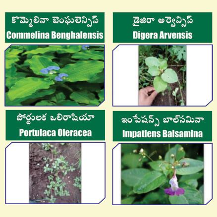 మ్యాక్స్ అంటే మ్యాక్సీమమ్ - మ్యాక్సీమమ్ కలుపు మొక్కలు పై నియంత్రణ ...