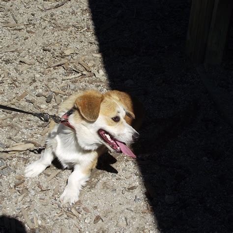 VALLEY STREET DOG PARK (2026) All You Need to Know BEFORE You Go (with ...