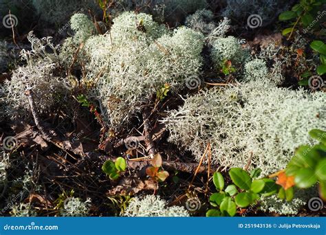 Reindeer Lichen Reindeer Moss. Cladonia, Genus of Lichens in the Cladonia Family Cladoniaceae ...