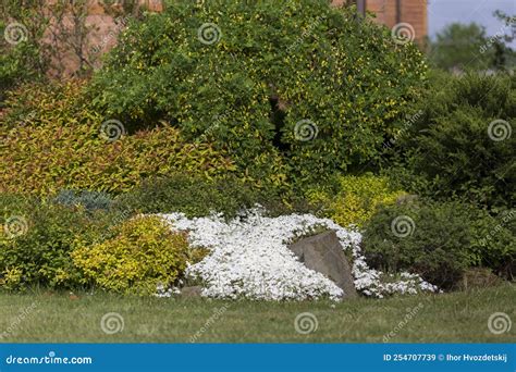 Creeping Phlox (Phlox Subulata) or Moss Phlox Ground Cover Blooming ...