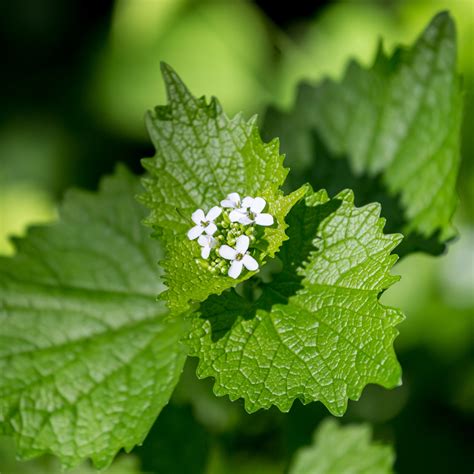 Invasive Plants in Wisconsin | The Nature Conservancy