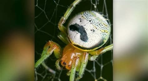 Pringles wants spider that looks like mascot renamed