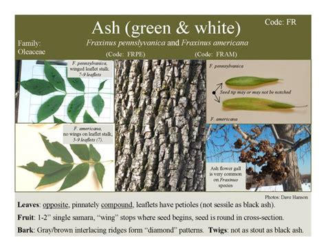 Ash Tree Identification Guide 的图像结果
