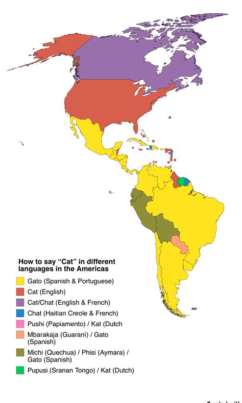 Cat In Different Languages