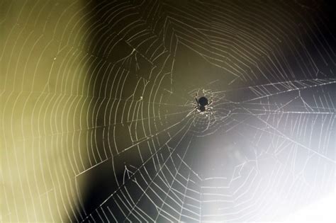 Spider Web wallpaper | 1600x1200 | #75099