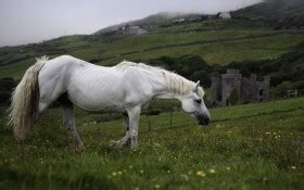white horse animal green grass field meadow wallpaper mountain slope ...