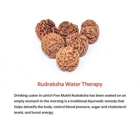 Swaha 5 Mukhi Rudraksha Water Therapy | 6 Natural Lab Certified ...