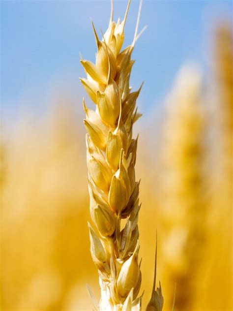Wheat Growing Information: Tips On Caring For Backyard Wheat Grain