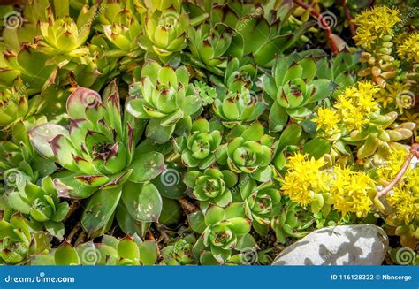 Succulent Sedum Plant Closeup with Yellow Flowers Stock Photo - Image ...