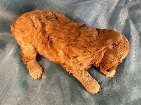 Image result for Female Cockapoo