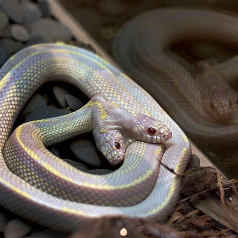 Two Headed Honduran Milk Snake