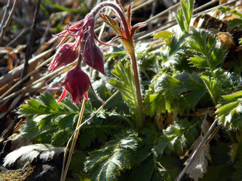 Image result for Spring Smoke