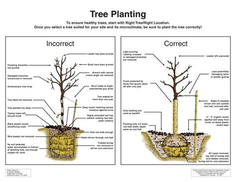 Image result for Proper Tree-Planting