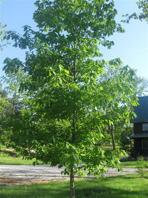White Oak - Friends of Seven Gables