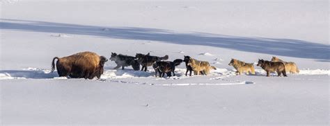 Image result for Wolves Vs Bison