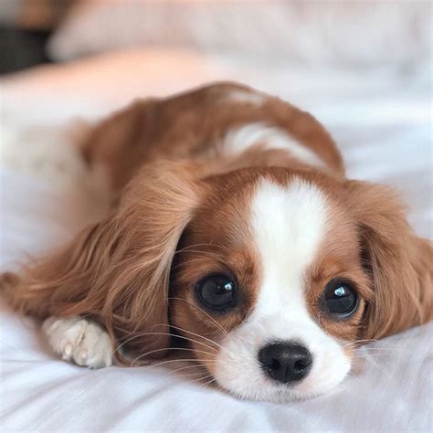 Cet adorable chiot de 2 ans est si petit qu’il est difficile de croire qu’il a fini de grandir (22 images) - ipnoze